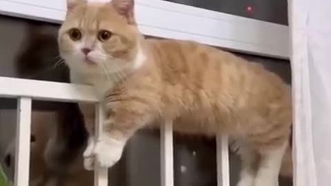 New cat videos funny cats baby #trinding cats