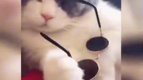 Cool cat