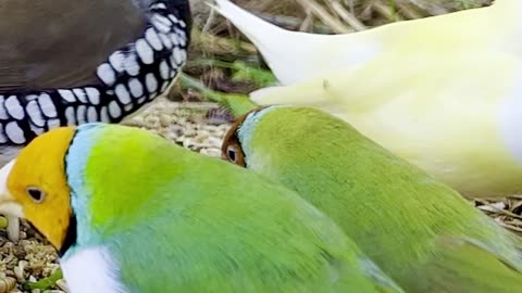 Beautiful gouldian finches in flock