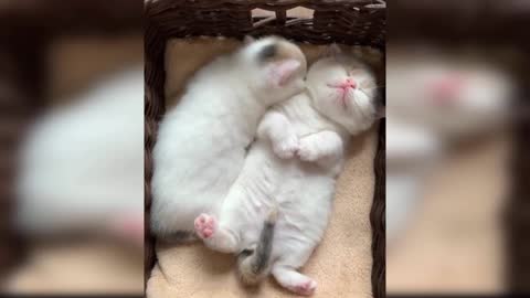 Baby Cats: Funny and Adorable Baby Cat Videos (2019)