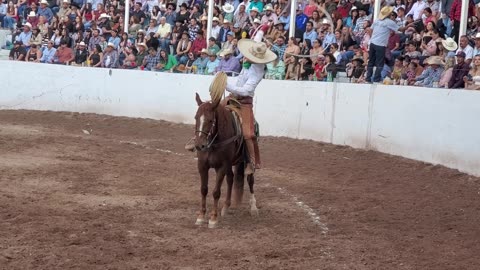 caballos