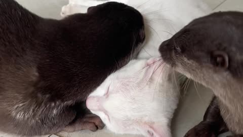 Playful Otters Harass Feline Friend