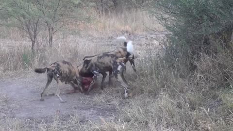 Impala Ram Devoured by Wild Dogs🐾🦌😮