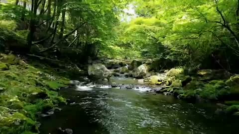 Beauty of Amazon forest