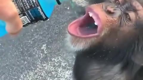 Monkey Drinks Powerade