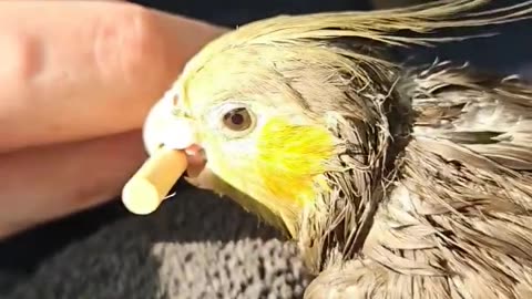 Funny parrot |cockatiel parrot | Funny birds | Funny animals