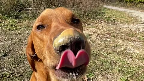 Dog Tries To Reach The Peanut Butter