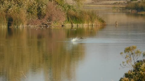 Bald Eagle Taking A Canada Goose at Grant Lake