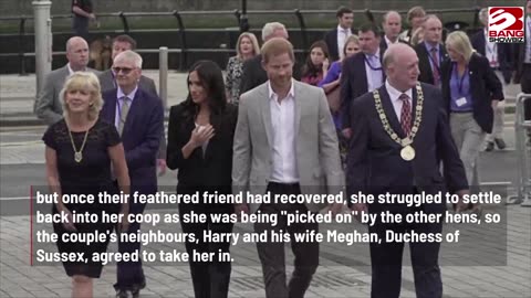 Prince Harry Steps In to Adopt Ellen's Bullied Poultry.