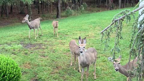 Herd of Deer Say Hello