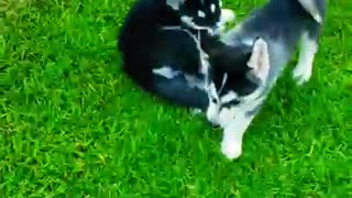 Husky puppies plays together