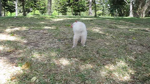 Little golden retriever puppy fetch a stick