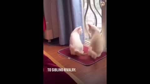 Funny Cats and kittens