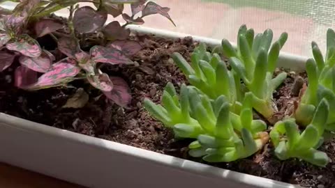 Windowsill plants