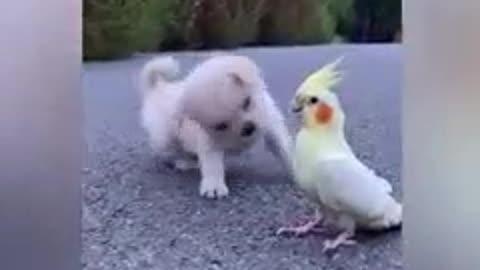 Small dog and parrot is so beauty😍😍