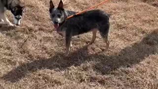 #10 Female blue heeler #11 Male tan and black #39 Male Husky Jan 2022