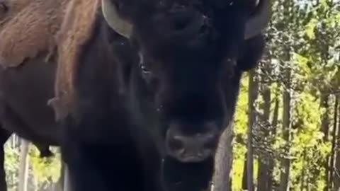 Biggest Bison 🦬 in the world 😱😱