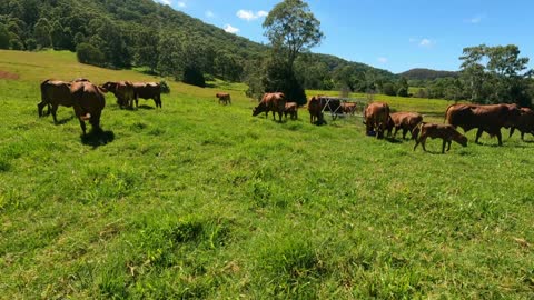 41- Moving the Herd from the House Pasture to the 1st Pasture 10.02.2022