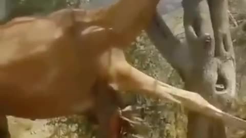 OMG!!! 😱😱😱 Poor camel rescued from tree! Wait till the end...