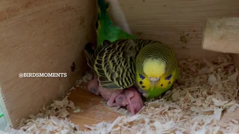 Midori the budgie with her three babies