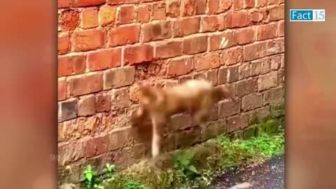 Funny Animals Video 2022