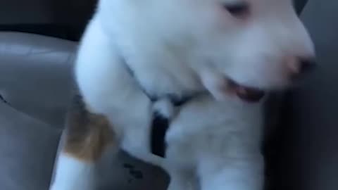 Funny Little Puppy Gets Angry at His Own Hiccups