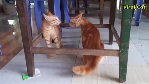 Cats Fighting and Meowing