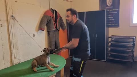 Dog training