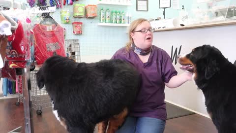 Bernese mountain dog grooming with haircut (owner request).mp4