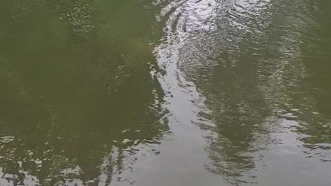 Caught a glimpse of a grant goldfish at out public library pond