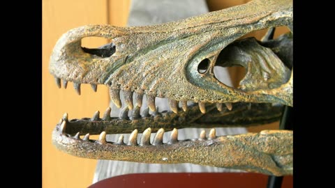 Raptor Skull Fossil Replica Life Size 1/1 Scale Resin Model