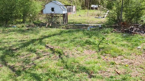 American Bully & Chickens Make Prefect Synergy