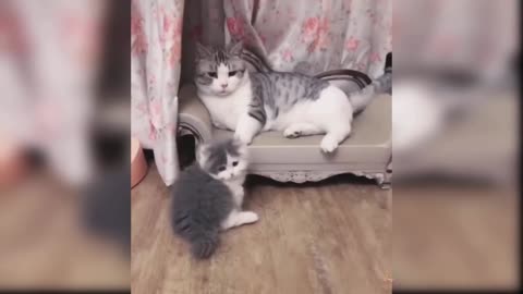 Baby Cats - Cute and Funny Cat Videos Compilation