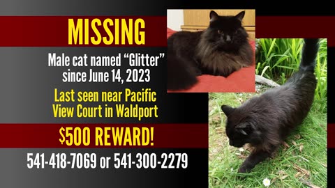 Missing Cat