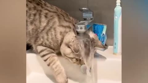 OMG So Cute ♥ Best Funny Cat Videos 2021 _2(720P_HD).zip