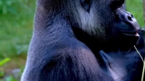 The truth behind the mysterious ape that can hunt and eat lions in Africa #shortvideo