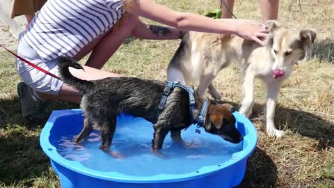 A Dog has a Bath of Water on a Dog's Festival in Hot Summer Day