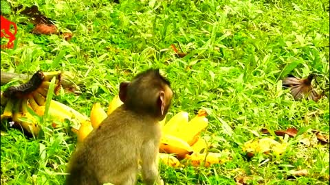 Baby monkey likes bananas - Monkey Animals 036