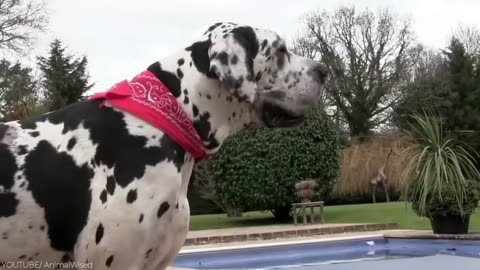 Aggressive Dalmatian - World`s Top 7th Aggressive Dog #Shorts