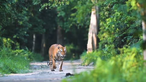 Beautiful scenery and wild animals 👀🌵❤️ #wild #animals #ajanimals