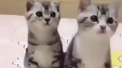 VERY CUTE TWIN CAT