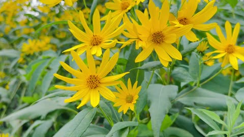 Beautiful yellow wild flowers 🌻