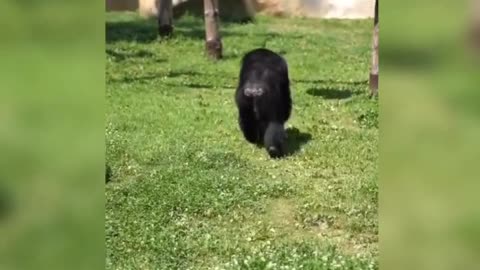 Funny gorillas really play, have a nice day.