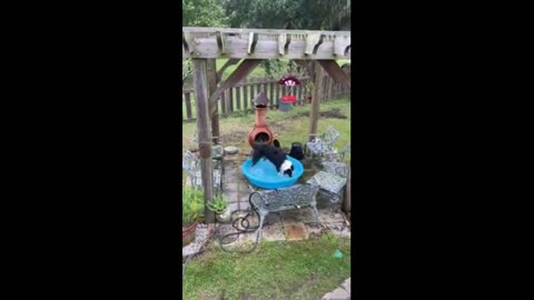 Aussie pup wants all the water out of his pool #Shorts