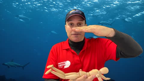 Mastering Buoyancy in Scuba Diving: How to Use Your Lungs for Precision Control