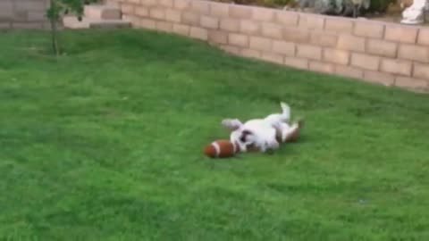 Little bulldog trying to play football