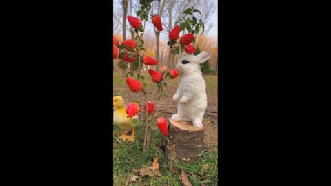 A cute rabbit eating strawberries.