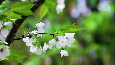 Pear flower