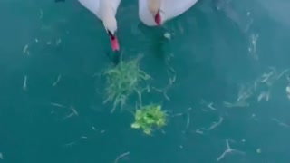 Feeding the Swans