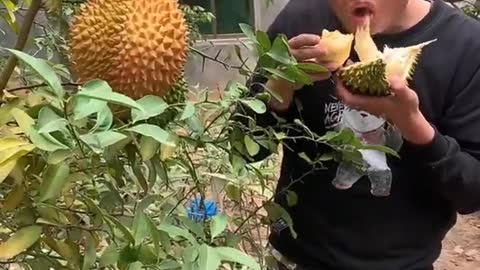 Farm Fresh Ninja Fruit Cutting Desi Satisfying Fruit Ninja Fruit Ideas | Amazing Fruits Video